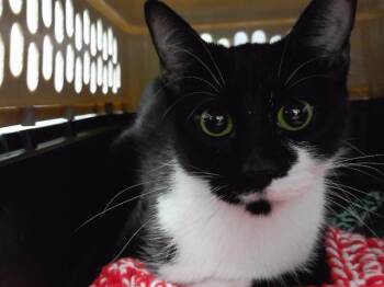 Domestic Short Hair Cats Available for Adoption in Omaha, Nebraska - FELICETTE | PetCurious