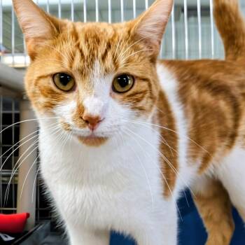 Domestic Short Hair Cats Available for Adoption in West Jefferson, Ohio - Laramie | PetCurious