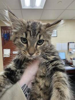 BOB -  Domestic Long Hair Cat for Adoption in Aliquippa, Pennsylvania - BOB | PetCurious