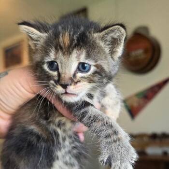 #4 -  Domestic Short Hair Cat for Adoption in Calimesa, California - #4 | PetCurious
