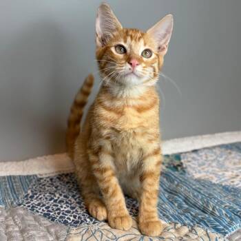 Michael -  Domestic Short Hair Cat for Adoption in San Antonio, Texas - Michael | PetCurious