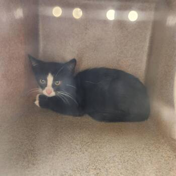 Caresha -  Domestic Short Hair Cat for Adoption in Birmingham, Alabama - Caresha | PetCurious
