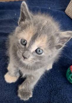 Rescue Domestic Short Hair Cats for Adoption in Fort Worth, Texas - Emelia (pre-adopt) | PetCurious