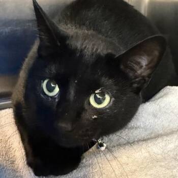 Domestic Short Hair Cats Available for Adoption in Lansing, Michigan - Gigi | PetCurious