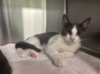 JAMES BOND -  Domestic Short Hair Cat for Adoption in Grand Prairie, Texas - JAMES BOND | PetCurious