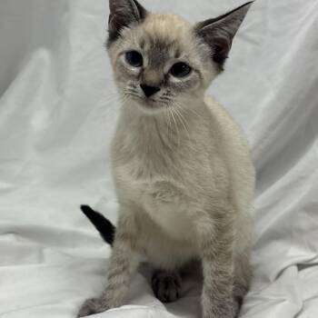 Marshall -  Siamese Cat for Adoption in Fredericksburg, Virginia - Marshall | PetCurious