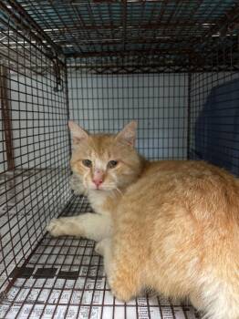 Domestic Short Hair Cats Available for Adoption in New Braunfels, Texas - MARMALADE | PetCurious