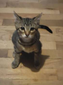 Atlas -  Tabby Cat for Adoption in Plumerville, Arkansas - Atlas | PetCurious