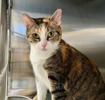 Rescue Domestic Short Hair Cats for Adoption in Sebastian, Florida - Jazzy | PetCurious