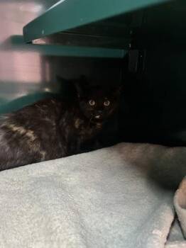 Domestic Short Hair Cats Available for Adoption - L* | PetCurious