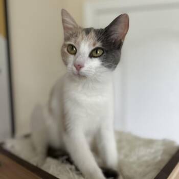 Domestic Short Hair Cats Available for Adoption in Fairfax Station, Virginia - Joon | PetCurious