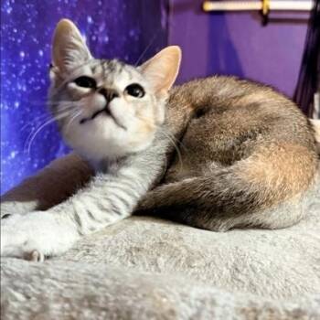 Squeaky -  Siamese Cat for Adoption in Warr Acres, Oklahoma - Squeaky | PetCurious