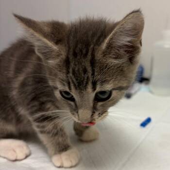 Rafa -  Domestic Short Hair Cat for Adoption in Nashville, Tennessee - Rafa | PetCurious