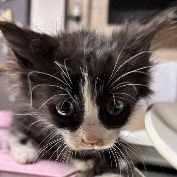 Dynamo -  Domestic Short Hair Cat for Adoption in Newport, North Carolina - Dynamo | PetCurious