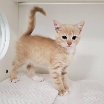 Domestic Short Hair Cats Available for Adoption in Greensboro, North Carolina - Lemon | PetCurious
