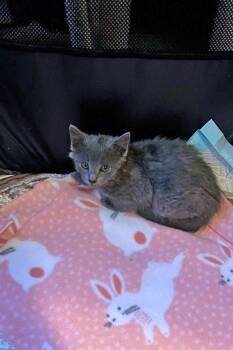Ciabatta -  Domestic Short Hair Cat for Adoption in Morgantown, West Virginia - Ciabatta | PetCurious