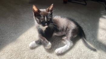 Domestic Short Hair Cats Available for Adoption in Burbank, California - CHU CHU | PetCurious