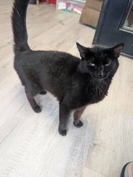 Birdie -  Domestic Short Hair Cat for Adoption in Chuckey, Tennessee - Birdie | PetCurious
