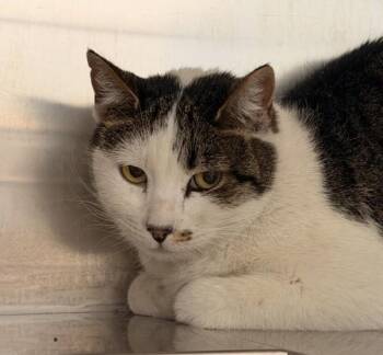 Domestic Short Hair Cats Available for Adoption in Golden, Colorado - Sweet Thing | PetCurious