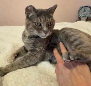 Shelly -  Torbie Cat for Adoption in Anchorage, Alaska - Shelly | PetCurious