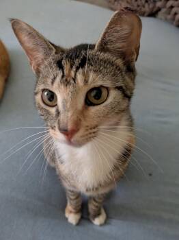 Callie Kenmore -  Domestic Short Hair Cat for Adoption in Philadelphia, Pennsylvania - Callie Kenmore | PetCurious