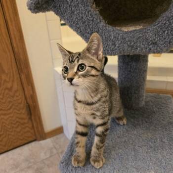 Rescue Domestic Short Hair Cats for Adoption in Prairie Rose, North Dakota - Vaughn | PetCurious
