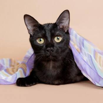 Damita de Mayo -  Bombay and Domestic Short Hair Cat for Adoption in Friendswood, Texas - Damita De Mayo | PetCurious
