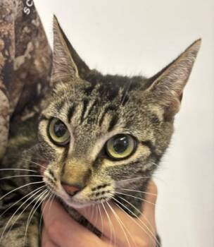 Farrow -  Domestic Short Hair Cat Available for Adoption in West Memphis, Arkansas - Farrow | PetCurious