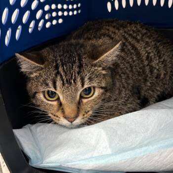 Gravel Fairy -  Domestic Short Hair Cat for Adoption in Corbin, Kentucky - Gravel Fairy | PetCurious