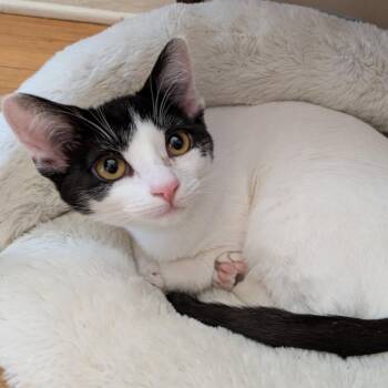Chard -  Domestic Short Hair Cat for Adoption in Hudsonville, Michigan - Chard | PetCurious