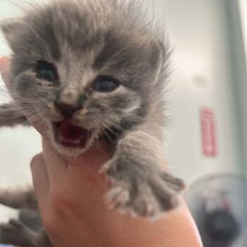 Gouda -  Domestic Short Hair Cat for Adoption in Clavet, Saskatchewan - Gouda | PetCurious