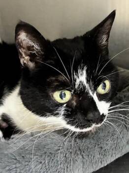 Domestic Short Hair Cats Available for Adoption in Los Angeles, California - Lucy | PetCurious