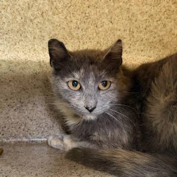 Granola -  Domestic Medium Hair Cat for Adoption in State College, Pennsylvania - Granola | PetCurious