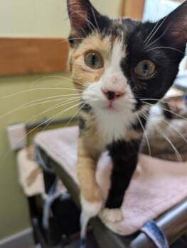 Harley Quinn -  Domestic Short Hair Cat for Adoption in Rice Lake, Wisconsin - Harley Quinn | PetCurious