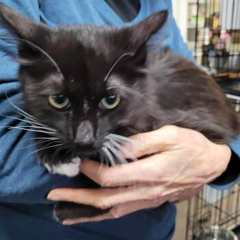 20251202-A5 Sherlock -  Domestic Medium Hair Cat for Adoption in Chehalis, Washington - 20251202-A5 Sherlock | PetCurious