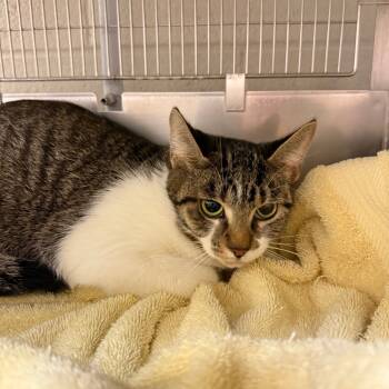 Rescue Domestic Short Hair Cats for Adoption in Bristol, Indiana - Plumeria | PetCurious