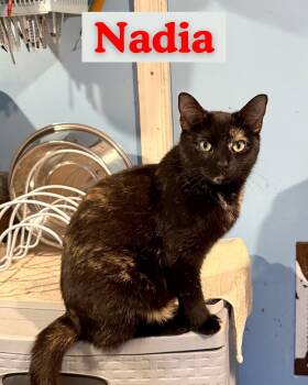 Nadia -  Domestic Short Hair Cat for Adoption in Flint Hill, Virginia - Nadia | PetCurious