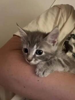 Serrano -  Domestic Short Hair Cat for Adoption in Wyoming, Michigan - Serrano | PetCurious