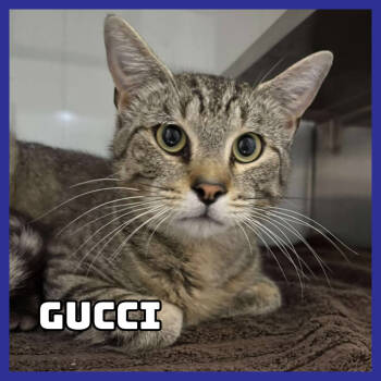 Rescue Domestic Medium Hair Cats for Adoption in Glenwood, Minnesota - Gucci | PetCurious