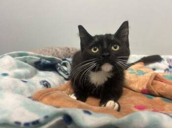 Bangles -  Domestic Short Hair Cat for Adoption in Chicago, Illinois - Bangles | PetCurious