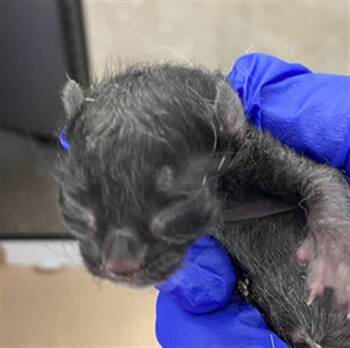 Domestic Short Hair Cats Available for Adoption in Dallas, Texas - ONYX | PetCurious