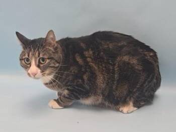 Layla -  Domestic Short Hair Cat for Adoption in Minneapolis, Minnesota - Layla | PetCurious