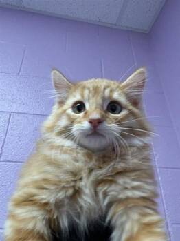 Rescue Domestic Long Hair Cats for Adoption in El Paso, Texas - Paul McCartney | PetCurious