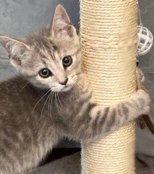 Muffin -  Domestic Short Hair Cat for Adoption in Silver Spring, Maryland - Muffin | PetCurious