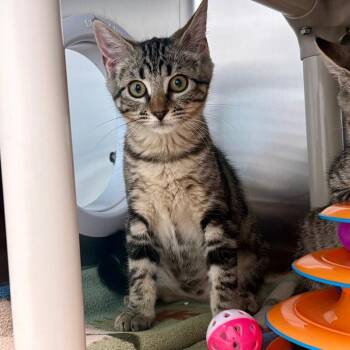 Phoenix -  Domestic Short Hair Cat for Adoption in New Fairfield, Connecticut - Phoenix | PetCurious