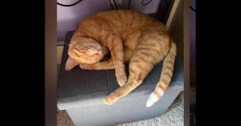 Frankie -  Domestic Short Hair Cat for Adoption in Breinigsville, Pennsylvania - Frankie | PetCurious
