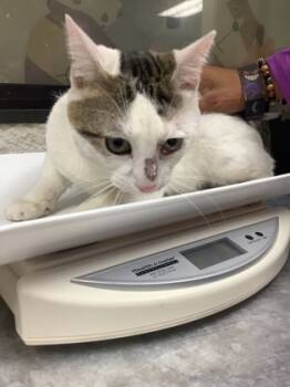 Rescue Domestic Medium Hair and Domestic Short Hair Cats for Adoption in Fort Worth, Texas - Alistair | PetCurious