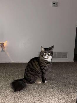 Rescue Domestic Medium Hair Cats for Adoption in Washington Township, New Jersey - Frank- Courtesy Post/ Blackwood NJ | PetCurious