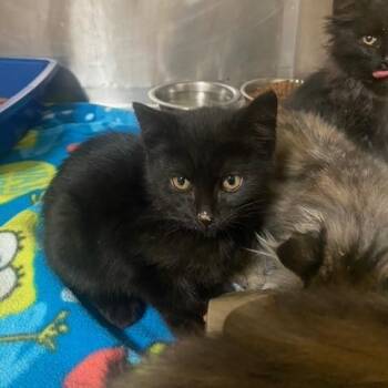 May Lily -  Domestic Short Hair Cat for Adoption in Chehalis, Washington - May Lily | PetCurious