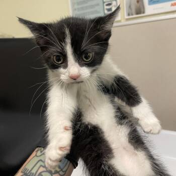 Raspberry -  Domestic Short Hair Cat for Adoption in Chicago, Illinois - Raspberry | PetCurious